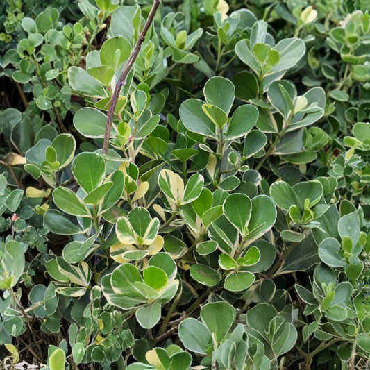 Variegated Clusia – Clusia rosea Live Plant | Tropical Hedge Shrub | Well-Rooted Starter | Evergreen Privacy Plant | Easy to Grow