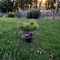 Jane Kluis Japanese Red Pine – Live Evergreen Conifer | 10 Inch Tall Plant | 1 Gallon Pot | Pinus densiflora Compact Landscape Pine