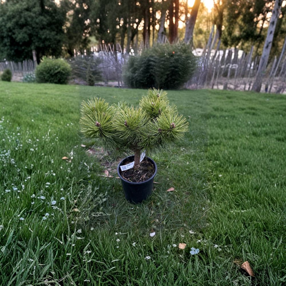 Jane Kluis Japanese Red Pine – Live Evergreen Conifer | 10 Inch Tall Plant | 1 Gallon Pot | Pinus densiflora Compact Landscape Pine