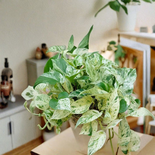 Pothos Ivy Combo – 6 Live Cuttings | Marble Queen, Brazil & N'Joy | Indoor Houseplants | Easy to Grow