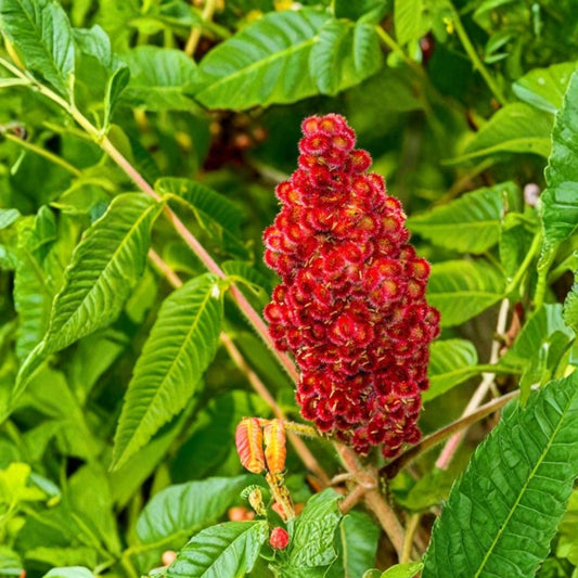 3 Live Fuzzy Staghorn Sumac Trees | Bare Root Rhus typhina | 12–24 Inches Tall | Native Shrub | Fall Color & Wildlife Plant