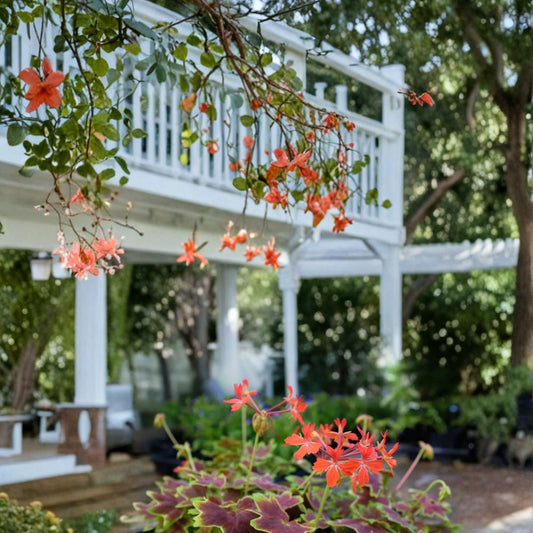 Vancouver Centennial Geranium Seeds – Fancy Leaf Pelargonium | 25+ Seeds Included | Bronze Variegated Foliage | Scarlet Red Blooms | Easy to Grow