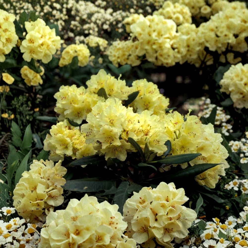 Rhododendron ‘Capistrano’ Live Evergreen Shrub | Soft Yellow Blooming Rhododendron | Award Winning Hardy Plant | #2 Container Grown