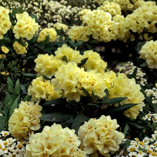 Rhododendron ‘Capistrano’ Live Evergreen Shrub | Soft Yellow Blooming Rhododendron | Award Winning Hardy Plant | #2 Container Grown