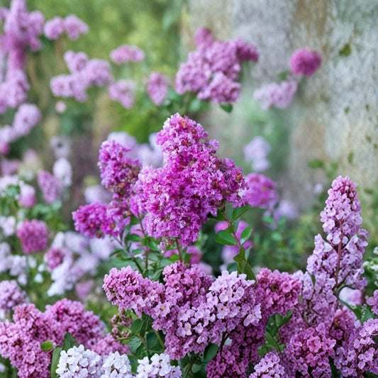 Milk Crape Myrtle Cuttings – 7 Live Cuttings | 6–8 Inches Long | Crepe Myrtle | Fast-Growing Flowering Tree | Easy to Root