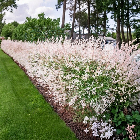 2 Dappled Willow Live Plants – Salix integra ‘Hakuro Nishiki’ | 2.5 Inch Pots | Variegated Pink White Green Foliage | Ornamental Shrub | Zones 4–9