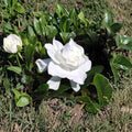 Heirloom Gardenia Plant – Gardenia jasminoides | 1.5–2 Ft Live Shrub | Fragrant White Cape Jasmine | Bare Root