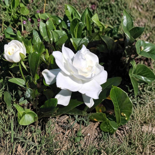 Heirloom Gardenia Plant – Gardenia jasminoides | 1.5–2 Ft Live Shrub | Fragrant White Cape Jasmine | Bare Root