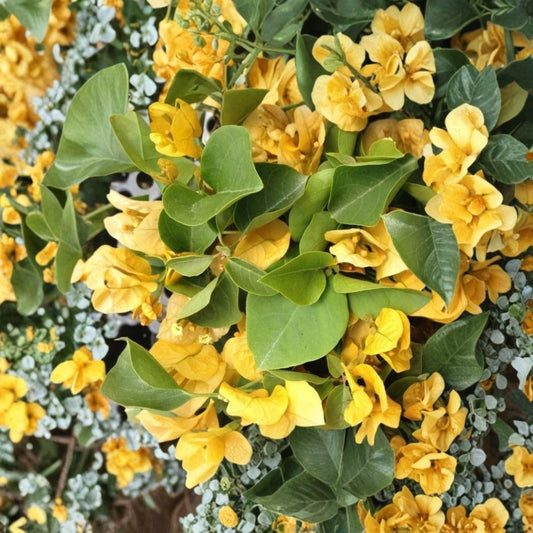 California Gold Bougainvillea – Bougainvillea Live Starter Plant | Well Rooted | 3 Inch Nursery Pot | Tropical Flowering Plant | Patio & Garden Friendly