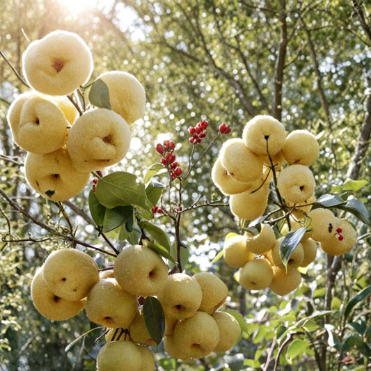 Dangshan Su Li Asian Pear Tree – Pyrus pyrifolia Live Bare Root Tree | 32 Inches Tall | Crisp Juicy Asian Pear Variety | Grafted on Betulifolia Rootstock | 砀山酥梨 碭山酥梨