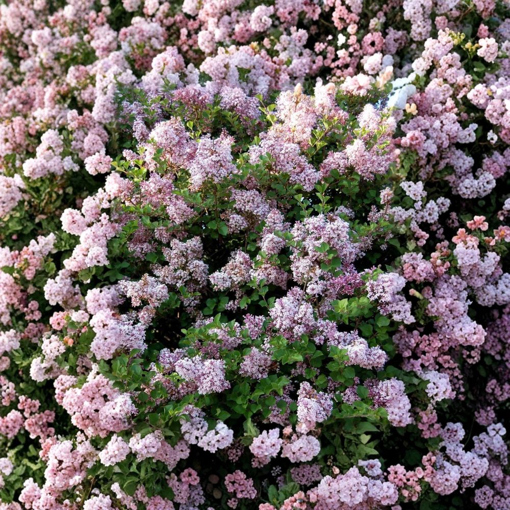 Dwarf Korean Lilac – Syringa meyeri 'Palibin' Live Plant | 3.5 Inch Pot | Fragrant Purple Blooms | Hardy Ornamental Shrub | Easy to Grow