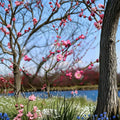 Mokel Japanese Flowering Apricot Tree – Prunus mume Live Bare Root Tree | 30 Inches Tall | Early Pink Blooms | Ume Fruit Tree | 宫粉梅花