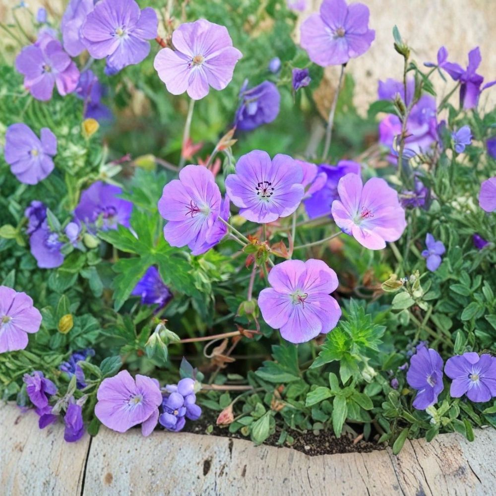 Wild Geranium Cranesbill – Geranium maculatum Bare Root Plants | 20 Mature M-XL Roots | Native Perennial Wildflower | Shade Garden Favorite