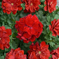 Red Geranium Cuttings – Pelargonium Live Plant | 5 Unrooted 8–10 Inch Cuttings | Classic Red Blooms | Patio & Container Friendly | Easy to Propagate