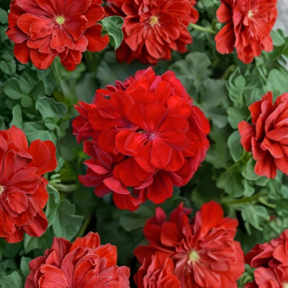 Red Geranium Cuttings – Pelargonium Live Plant | 5 Unrooted 8–10 Inch Cuttings | Classic Red Blooms | Patio & Container Friendly | Easy to Propagate