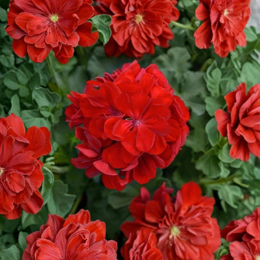 Red Geranium Cuttings – Pelargonium Live Plant | 5 Unrooted 8–10 Inch Cuttings | Classic Red Blooms | Patio & Container Friendly | Easy to Propagate