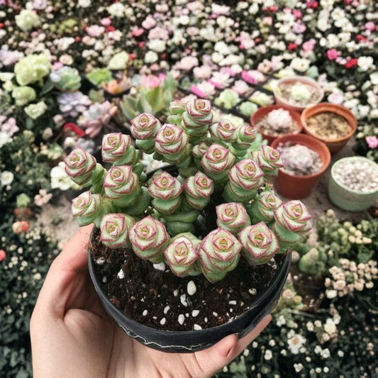 Crassula 'Jade Necklace' Live Succulent Plant | Rooted in 2 Inch Nursery Pot | Rare Succulent | Indoor & Outdoor Plant | Easy to Grow