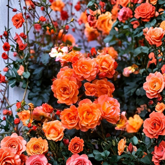 Westerland Orange-Apricot Climbing Rose – Live Starter Plant | 4–6 Inch Tall | Well Rooted | Fragrant Climbing Rose | No Pot