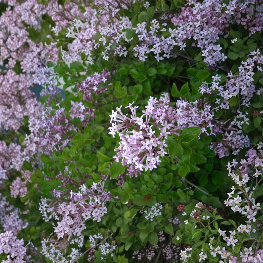 Dwarf Korean Lilac – Syringa meyeri 'Palibin' Live Plant | 3.5 Inch Pot | Fragrant Purple Flowering Shrub | Compact Landscape Plant | Easy to Grow