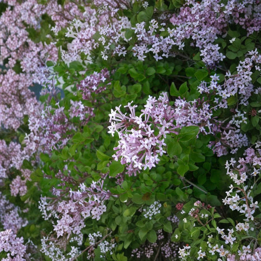 Dwarf Korean Lilac – Syringa meyeri 'Palibin' Live Plant | 3.5 Inch Pot | Fragrant Purple Flowering Shrub | Compact Landscape Plant | Easy to Grow
