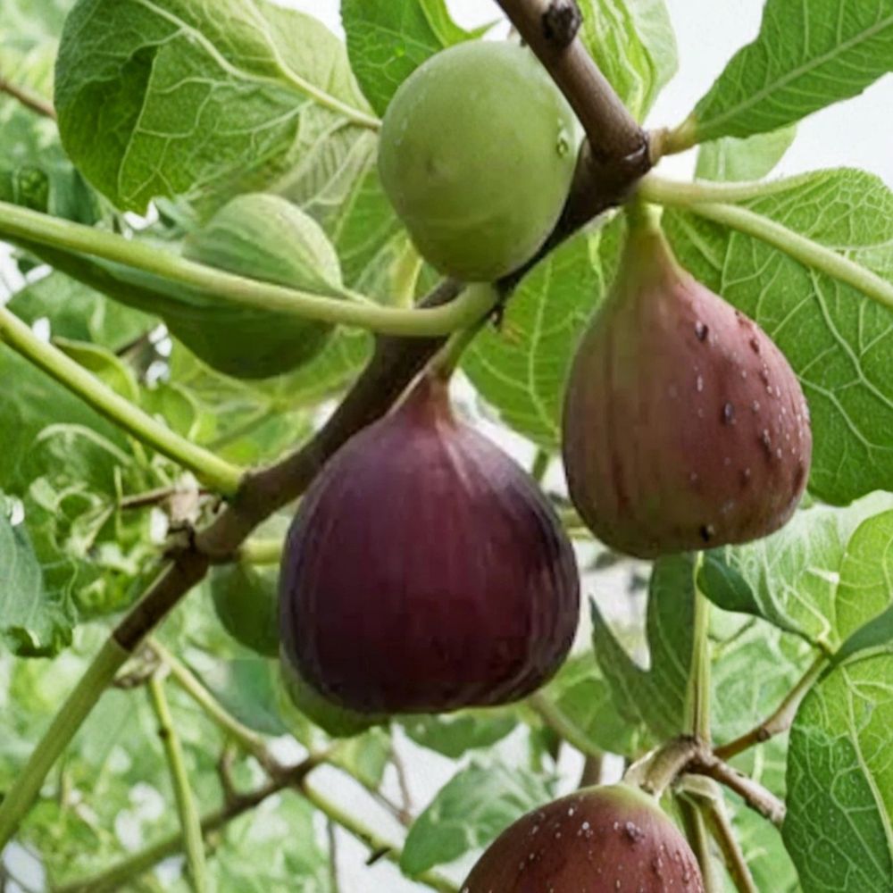 Olympian Fig Tree Live Plant | 2-Year-Old Ficus carica | Ready for Planting | Cold Hardy Fruit Tree | Patio & Backyard Friendly