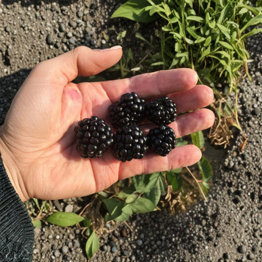 Ponca Thornless Blackberry – Live Rooted Blackberry Plant | Sweet Upright Berry Bush | Zones 5–9