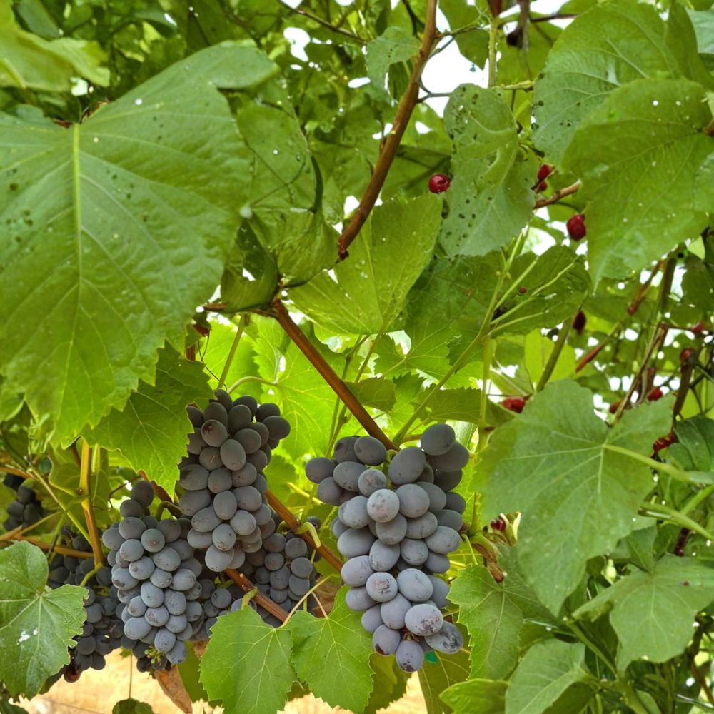 5 Black Seedless Muscat Grape Cuttings – Vitis vinifera Live Propagation Cuttings | Sweet Aromatic Table Grape Variety | Easy Home Growing | US Seller