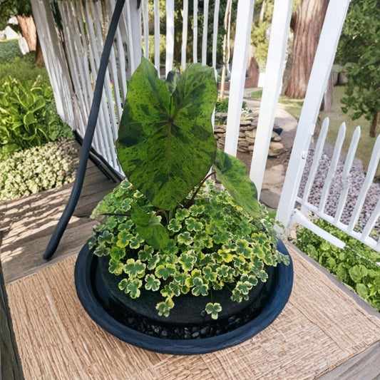 Mojito Colocasia Live Plant – Colocasia Elephant Ear | 6–10 Inch Starter | 3 Inch Pot | Lime Green Purple Variegated Foliage | Tropical Plant