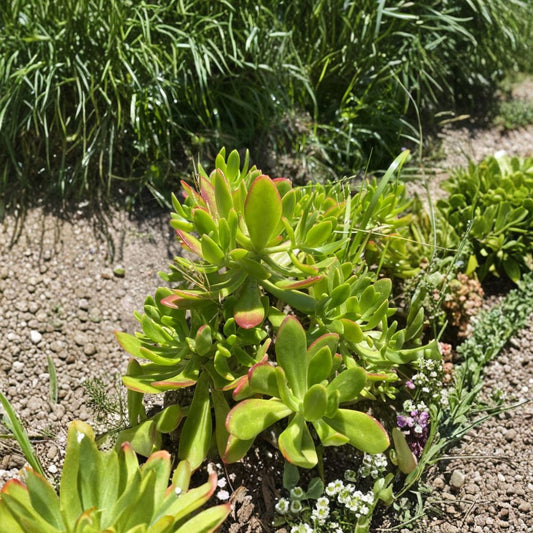 Sedum dendroideum – Fresh Succulent Cuttings | Set of 3 | 5+ Inches Long | Tree Stonecrop | Easy to Grow