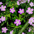 Wild Geranium Root Divisions – 5 Live Plants | Native Cranesbill Perennial | Purple Blooms | Shade & Sun Garden Plant | Easy to Grow