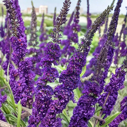 Purple Butterfly Bush – Buddleja davidii Live Plant Cuttings | 7 Unrooted 6-Inch Cuttings | Pollinator Shrub | Easy to Propagate