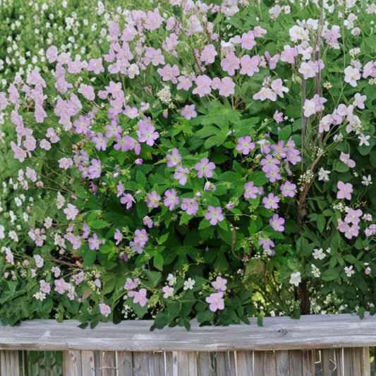 Wild Geranium Bare Roots – 5 Pack Cranesbill (Geranium spp.) | Hardy Perennial Wildflower | Shade & Sun Garden Plant