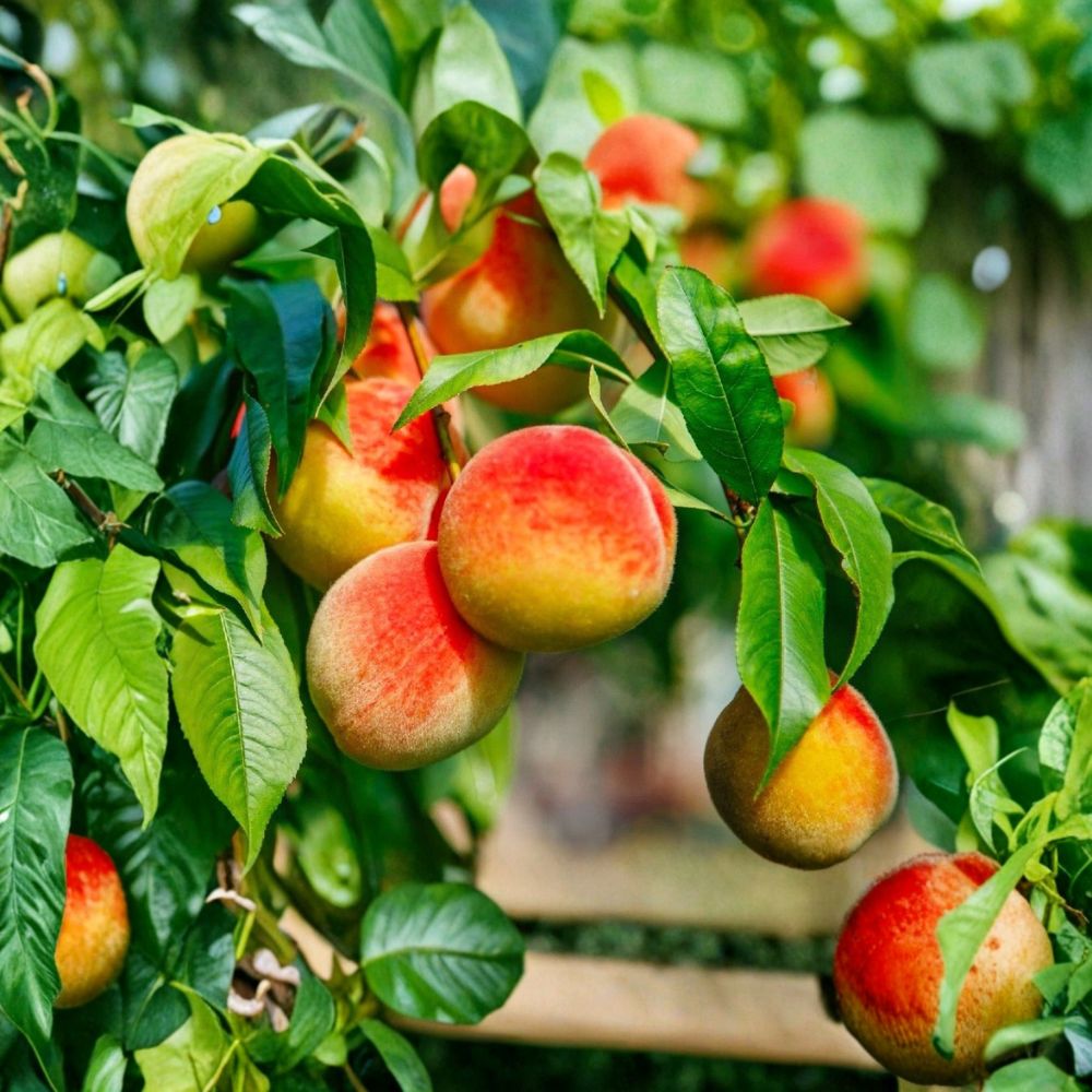 California Peach – Prunus persica Live Plant Cuttings | 7 Unrooted 6-Inch Cuttings | Edible Fruit Tree | Easy to Propagate