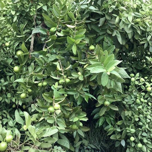 Guava Tree – Psidium guajava Live Tropical Fruit Plant | 20 Inches Tall | Ready to Plant | Edible Fruit Tree | Patio & Backyard Garden | Container Friendly