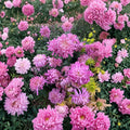 2-Pack Pink Queen Mum Plants – Chrysanthemum Live Perennial Flowers | Includes Nursery Pots Large Pink Blooms | Hardy Garden Mums | 粉国华菊花