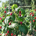 Autumn Bliss Raspberry – Live Rooted Everbearing Red Raspberry | Sweet Berry Plant | Zones 3–8
