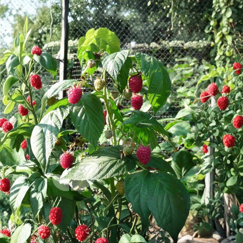 Autumn Bliss Raspberry – Live Rooted Everbearing Red Raspberry | Sweet Berry Plant | Zones 3–8