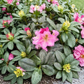 Rhododendron ‘Scintillation’ Live Evergreen Shrub | Bright Pink Blooming Rhododendron | Award Winning Hardy Plant | #1 Container Grown