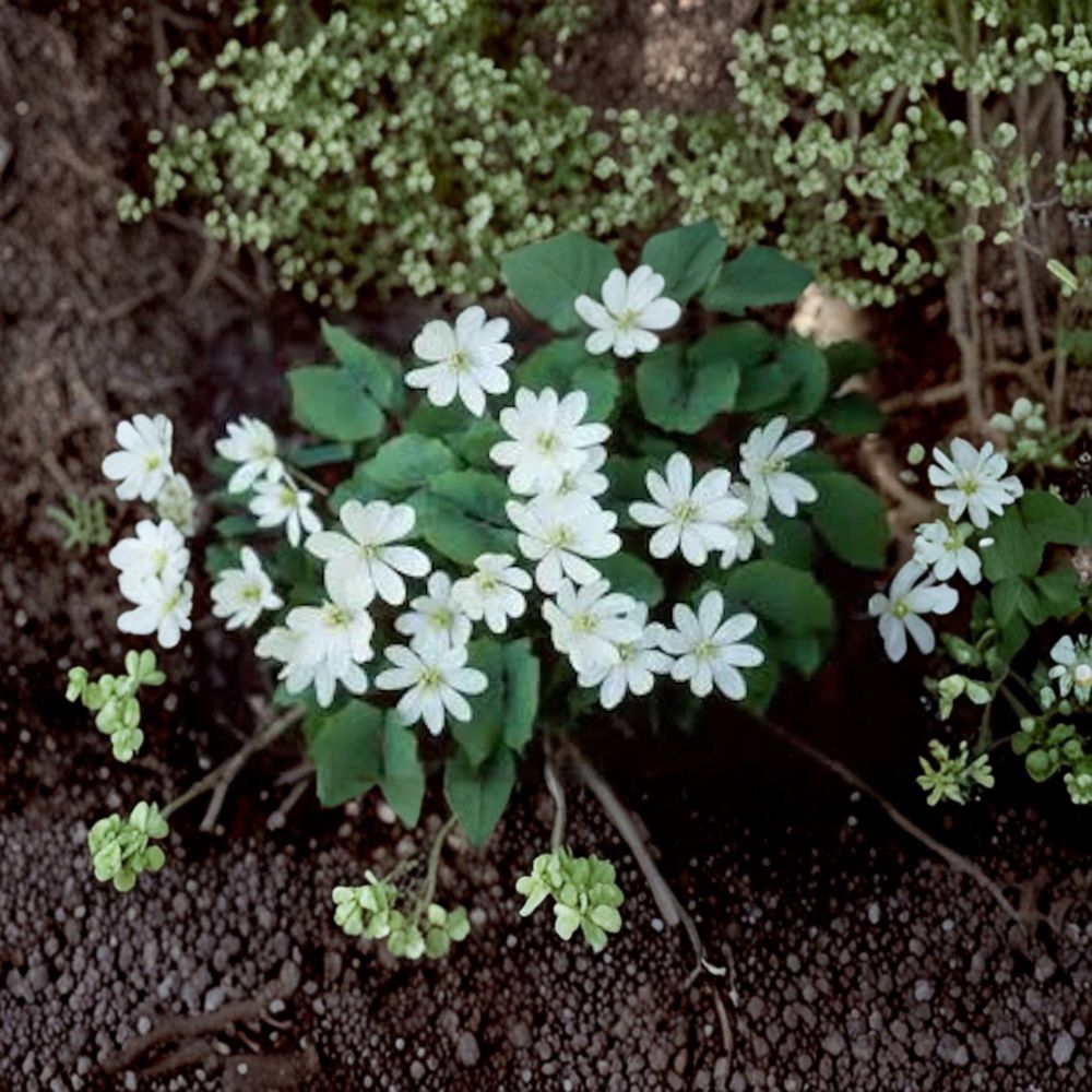 Twin Leaf – Jeffersonia diphylla 10 Bare Live Roots | Native Woodland Wildflower | Shade Loving Perennial | Easy to Grow