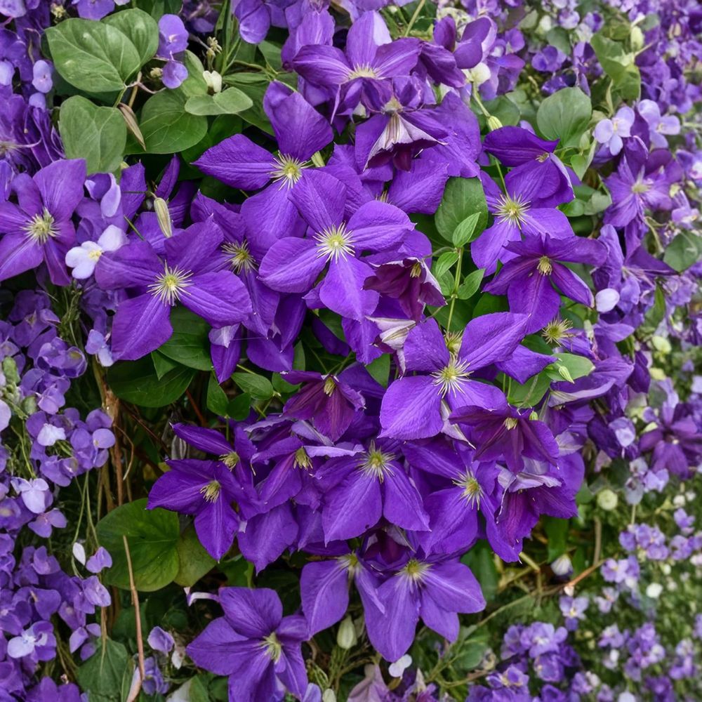 Clematis Jackmanii Superba Live Starter Plant | Bare Root Live Roots | Dark Purple Flowering Vine | Trellis & Garden Friendly | Easy to Grow
