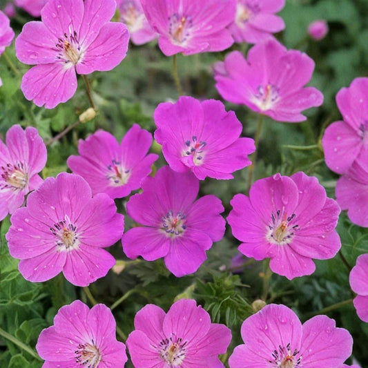 Max Frei Geranium Bare Roots – Geranium sanguineum | 2 Live Roots | Hardy Cranesbill Perennial | Magenta Pink Flowers | Easy Ground Cover Plant