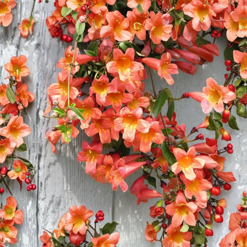 Bignonia 'Tangerine Beauty' Crossvine – Bignonia capreolata Live Rooted Starter Plant | Ships in Pot | Butterfly & Hummingbird Vine | Fast Growing Climber