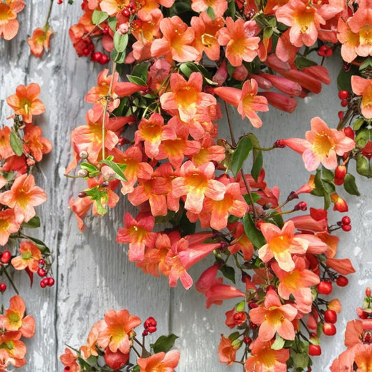 Bignonia 'Tangerine Beauty' Crossvine – Bignonia capreolata Live Rooted Starter Plant | Ships in Pot | Butterfly & Hummingbird Vine | Fast Growing Climber