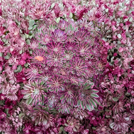 Imported Ink Printing Succulent – Live Succulent Plant | Unique Colorful Foliage | Imported Succulent | Bare Root | Easy Care Plant