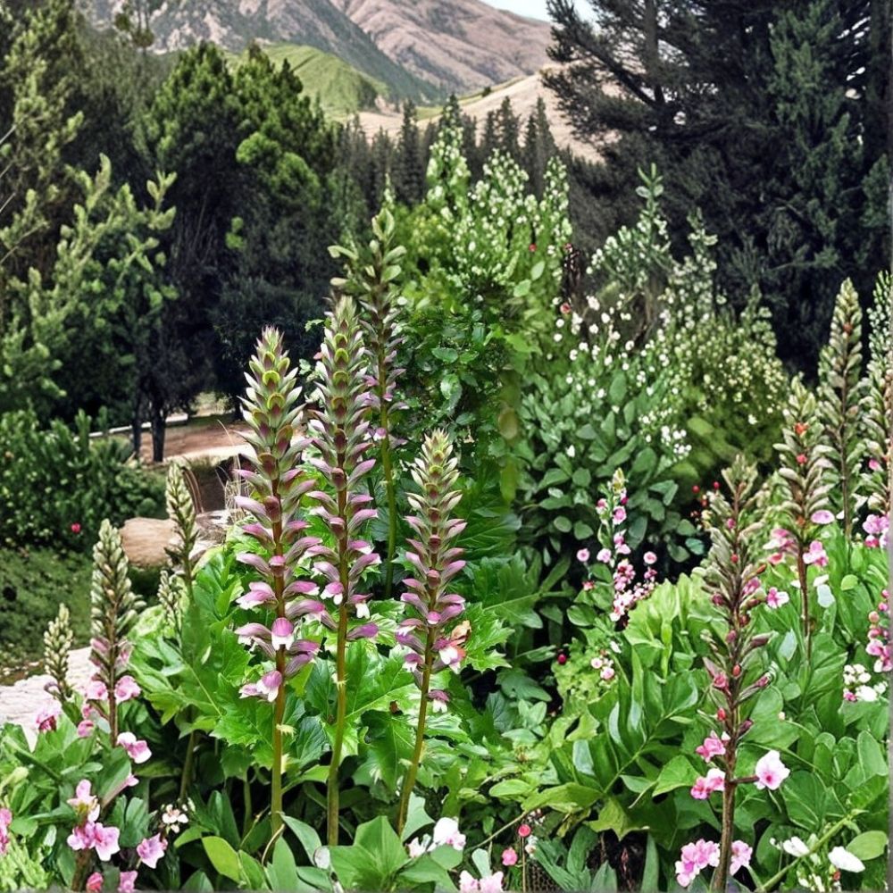 Acanthus Mollis Live Plant | Bear's Breeches | 12 Inch Perennial Shrub | Purple & White Flowering Garden Plant | Shade Tolerant