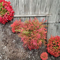 Moon Bay Heavenly Bamboo – Nandina domestica ‘Moon Bay’ | Dwarf Evergreen Shrub | Red Winter Color | #3 Container Plant