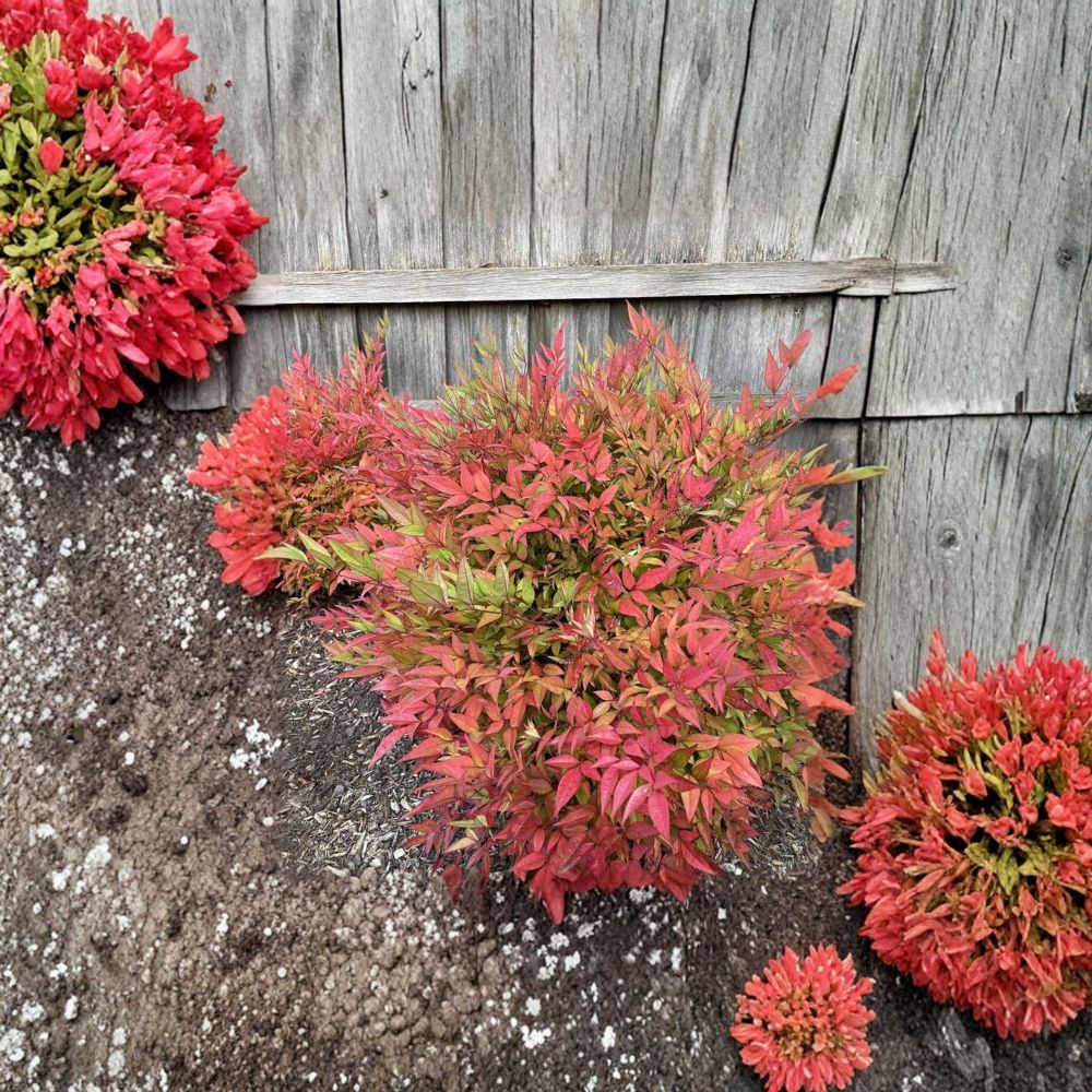 Moon Bay Heavenly Bamboo – Nandina domestica ‘Moon Bay’ | Dwarf Evergreen Shrub | Red Winter Color | #3 Container Plant