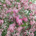 Acer palmatum ‘Oridono Nishiki’ – Pink Variegated Japanese Maple | 30–35 Inches Tall | Rare Collector Maple Tree | #3 Container Size