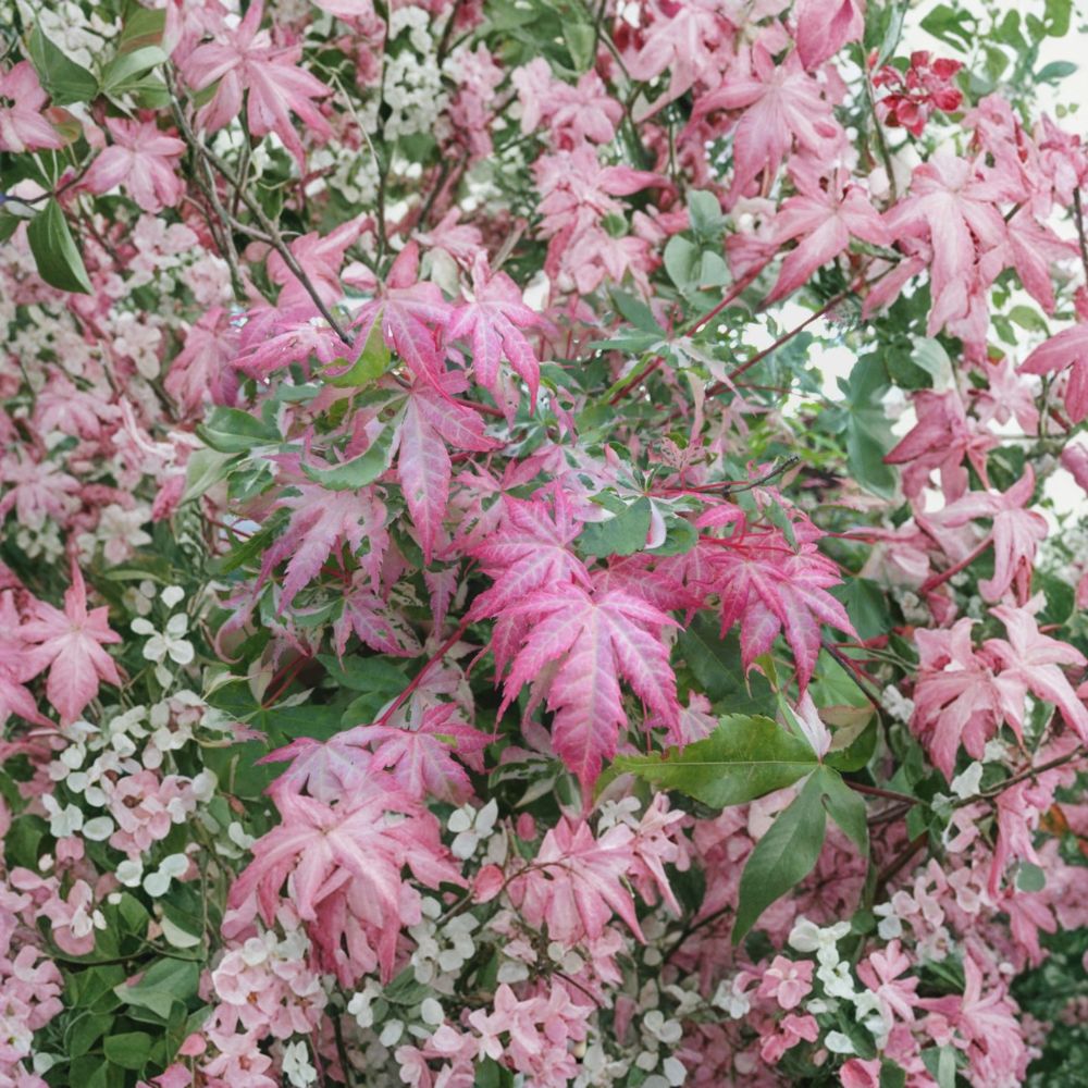 Acer palmatum ‘Oridono Nishiki’ – Pink Variegated Japanese Maple | 30–35 Inches Tall | Rare Collector Maple Tree | #3 Container Size