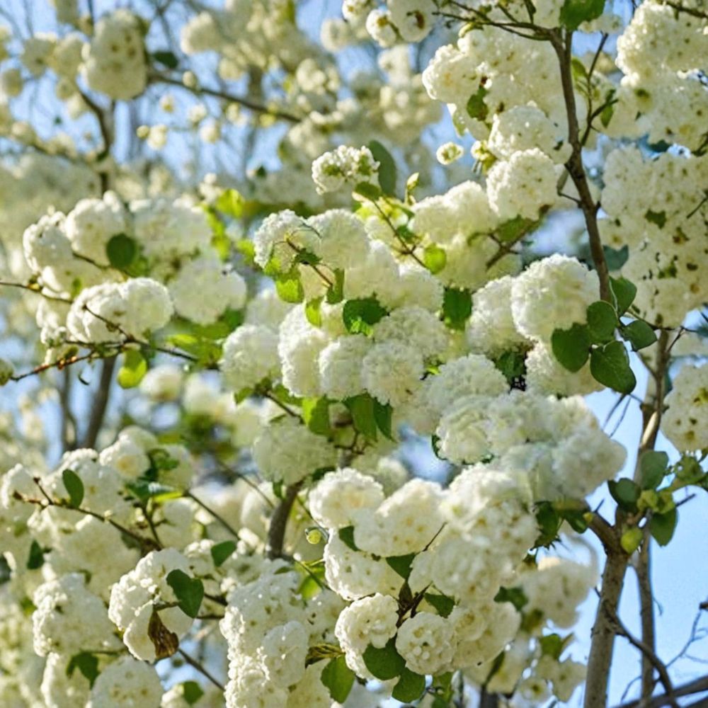 Japanese Snowball Live Plant | Viburnum plicatum Bare Root | 12–24 Inches Tall | White Flowering Shrub | Easy to Grow